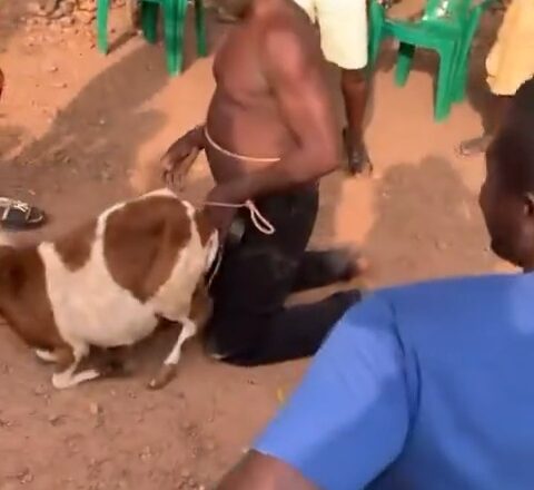 Man subjected to public humiliation after allegedly being caught engaging in unnatural c@rnal act with sheep (video)