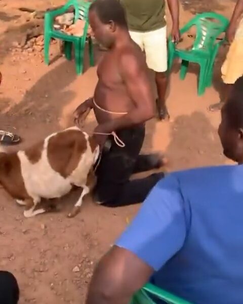 Man subjected to public humiliation after allegedly being caught engaging in unnatural c@rnal act with sheep (video)