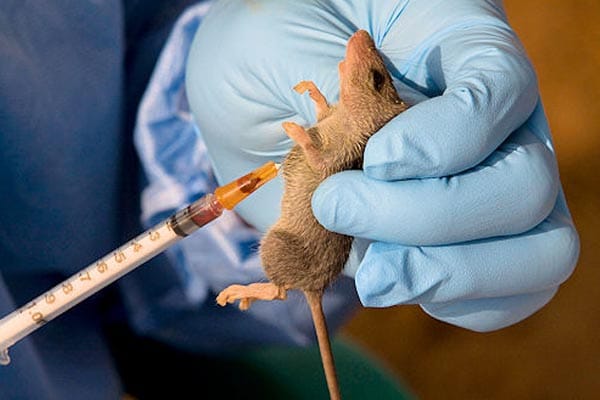 Benue records 383 suspected Lassa Fever cases with 47 confirmed
