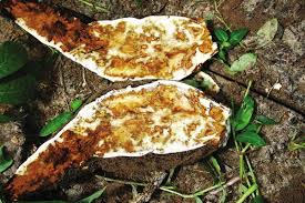 Centre Warns Farmers About Emerging Cassava Virus Threat