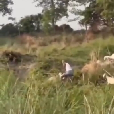Unidentified Man Allegedly Caught Engaging in Sexual Activity with Goat {VIDEO}