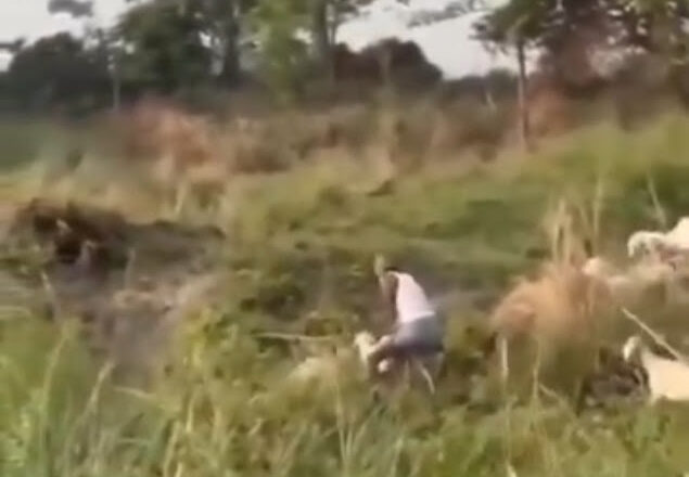 Unidentified Man Allegedly Caught Engaging in Sexual Activity with Goat {VIDEO}