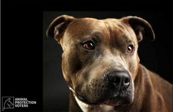 Man who filmed himself having s£x with dog says he shouldn’t be on s£x offenders register because dog isn’t a human being