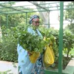First Lady, Remi Tinubu, showcases vegetables she harvested from Aso Villa Garden